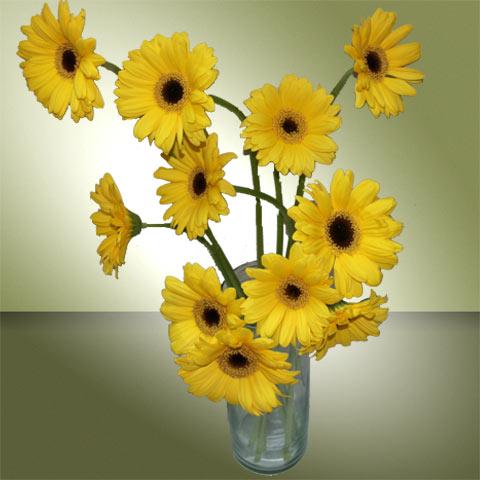 12 Yellow Gerbera and Vase